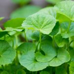 Centella +Oat +HA arcszérum